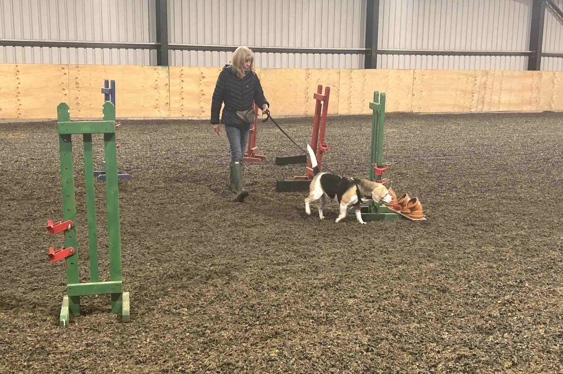 Beagle and owner practising scent work
