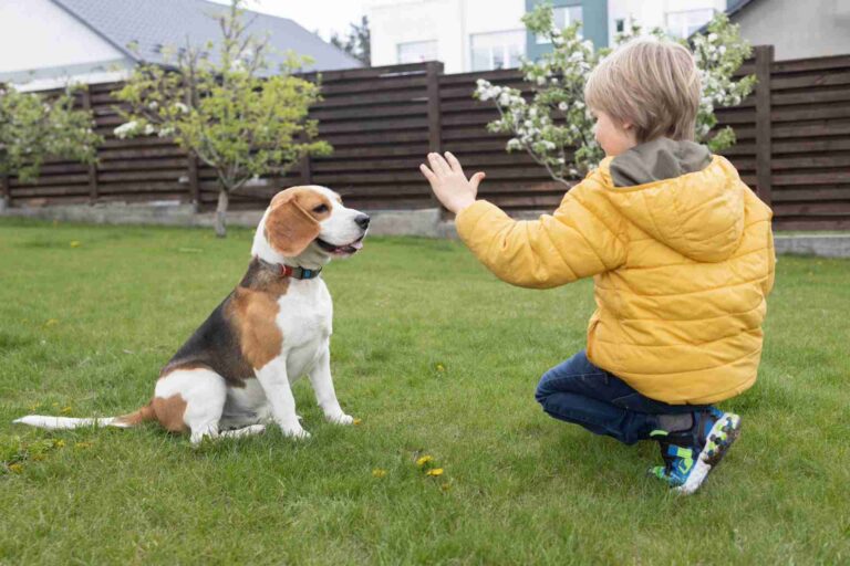 Beagle puppy training with young boy