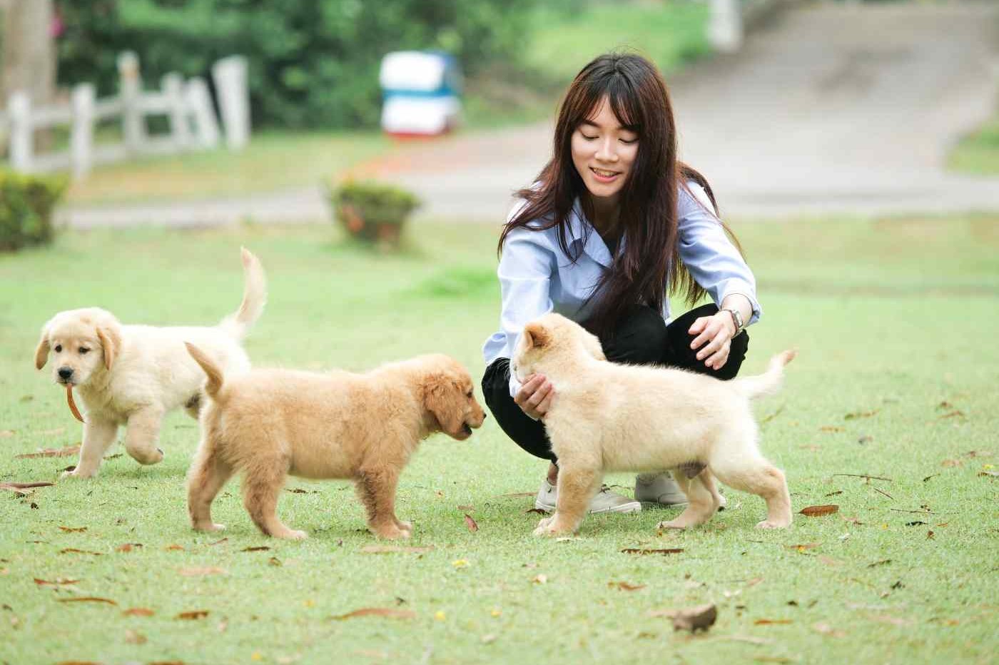Beautiful asian woman playing with three cute golden retriever puppies in the park.