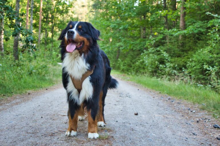 Bermese mountain dog outdoors standing on track in forest