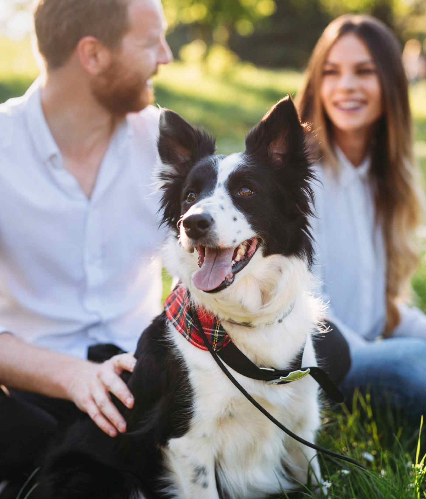 Male and female sitting in a field with a border collie
