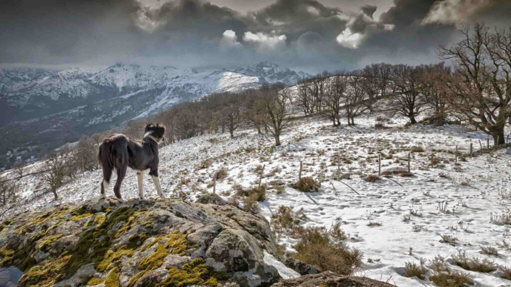 Border collie standing on snow covered hill
