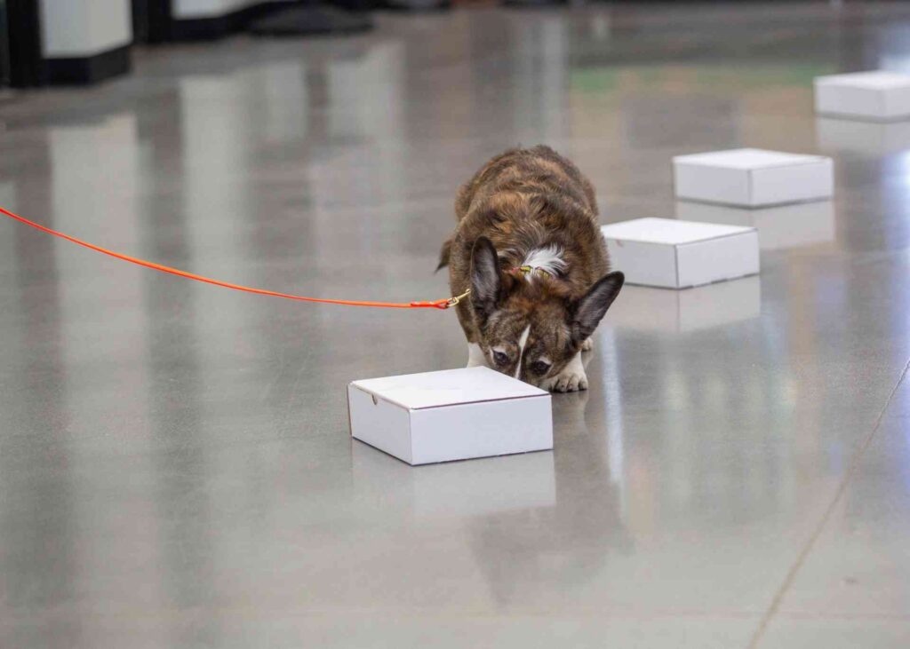 Brindle corgi dog smelling a container during a scent work exercise