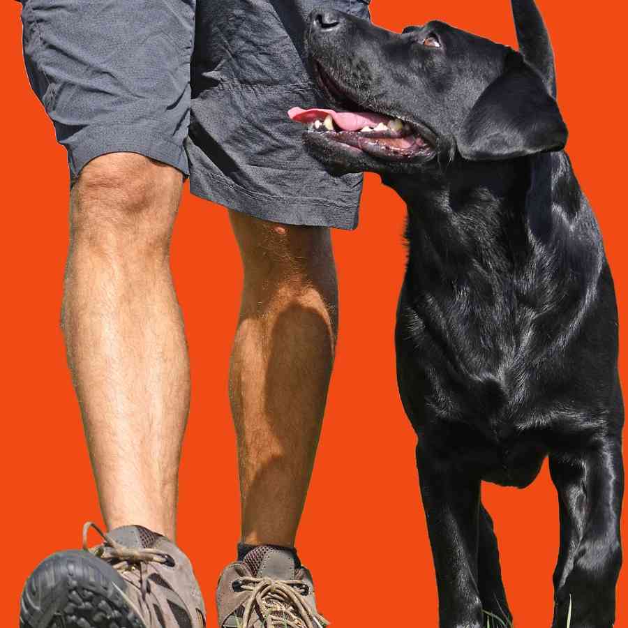 Man practicing walking with labrador orange background