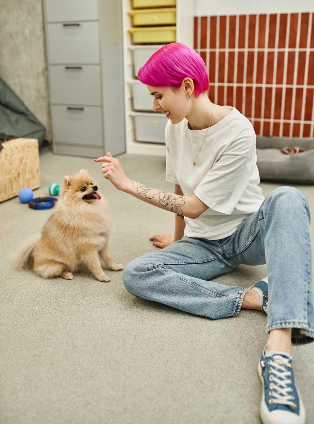 Owner sitting on floor and giving sit cue to pomeranian spitz 1
