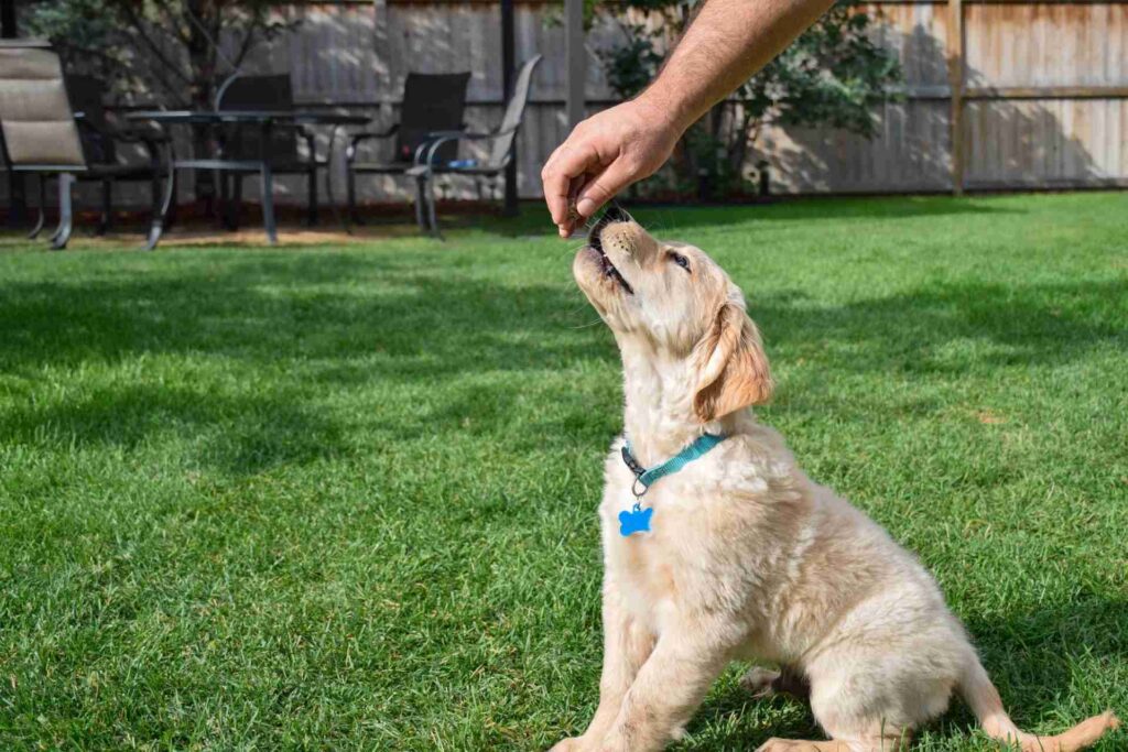 Puppy training with treats