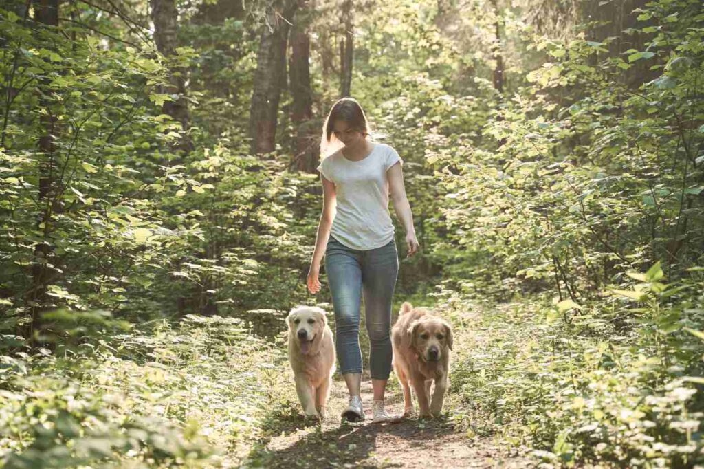 Woman on walk with two dogs in park on a summer day