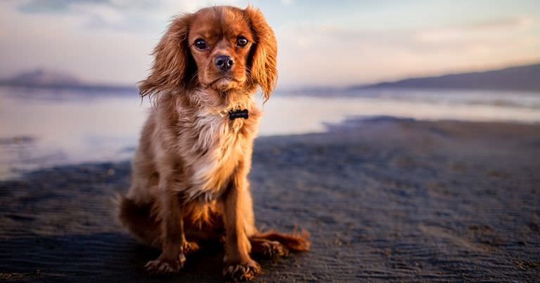 Dog sitting on beach sand